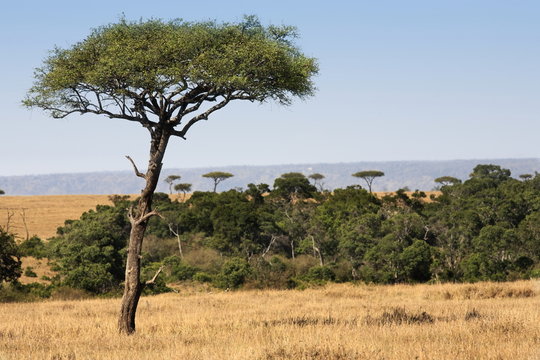 in the beautiful plains of the masai reserve in kenya africa