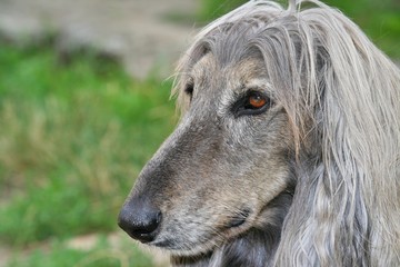 A beautiful Afghan hound dog head portrait