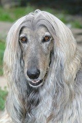 A beautiful Afghan hound dog head portrait