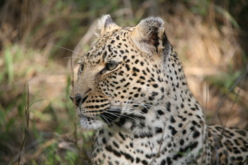 Leopard 2
