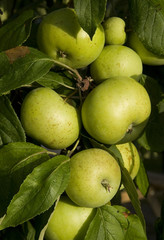 manzana