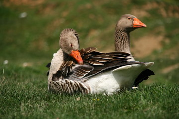 Two geese lying on green grass