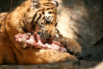A tiger eating meat in a zoo