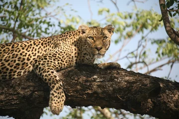 Foto op Canvas Leopard im Baum 2 © Walter Niederbauer