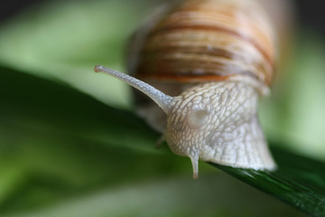 Schnecke