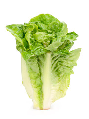 Lettuce isolated on white