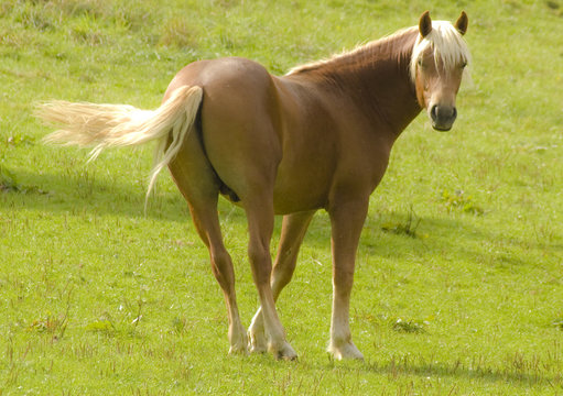 Haflinger wedelt mit Schwanz