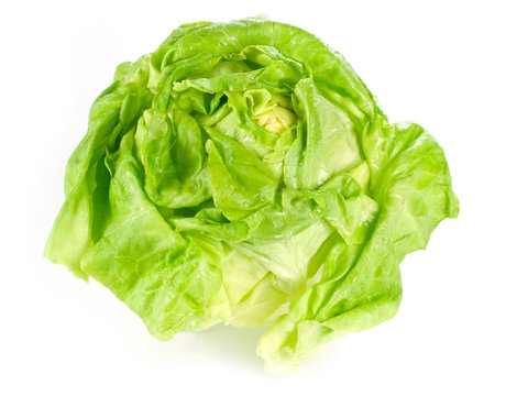 Lettuce isolated on white