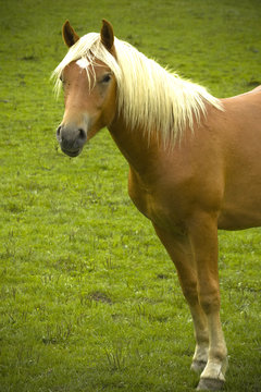 Haflinger Pferd auf der Weide