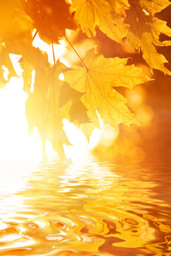 Autumn leaves reflected in rendered water