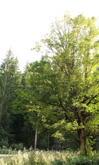 Fototapeta premium Green park