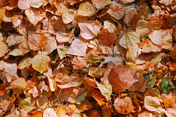 dry autumn leaves close up as a background