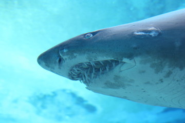 Fototapeta premium Hai