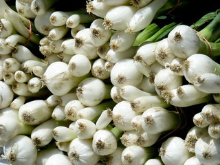 Rows and rows of green onions lined up at the local market.