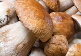Group Of Boletus Edulis