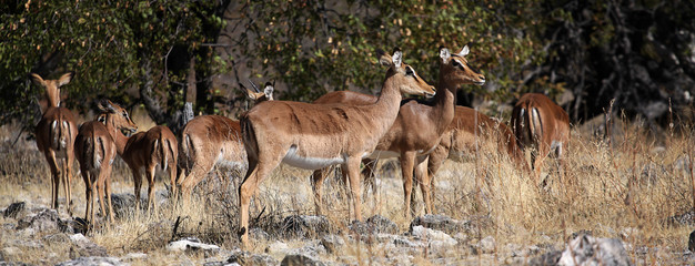 Impalas looking at some danger
