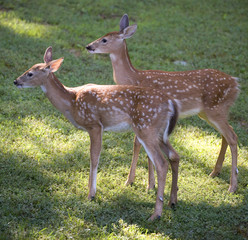 Naklejka na ściany i meble whitetail fawns out on grass at dawn