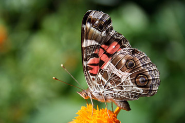 Fototapeta premium American Lady Butterfly