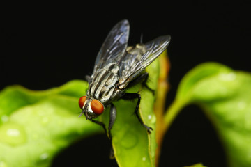 Close up of fly on green leaf.