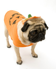 Standing Halloween Pug