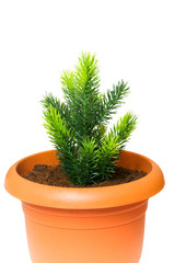 Green saplings growing in the clay pot