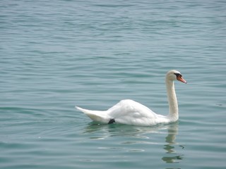 Fototapeta premium Schwan