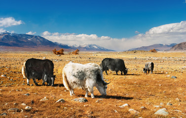 Grazing yaks in mongolian desert