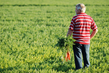 farmer in  with carrots in his hand looking at carrot crop