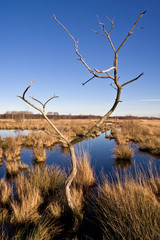 vertrockneter baum im moor ao_080210_9730