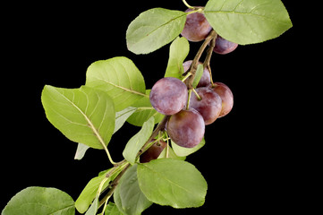 object on black- food plum-tree