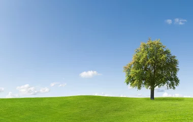 Poster Perenboom op een weiland tegen een blauwe lucht © Jan Will