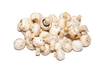 Group of agarics isolated on white.