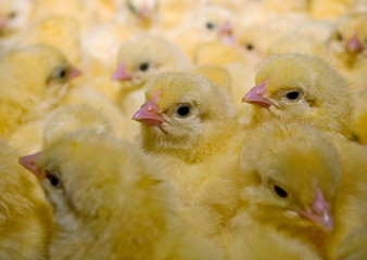 yellow day-old chicks - 9307285