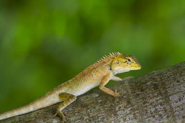 Fototapeta premium lizard in green
