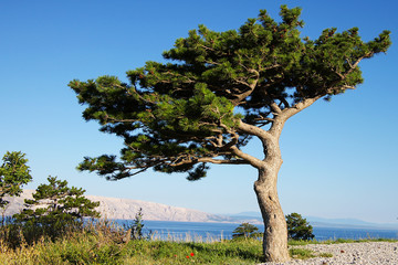 Bizarre pine tree