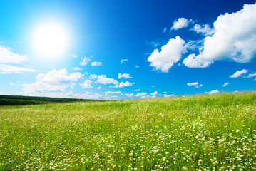 field of daisies and perfect sky