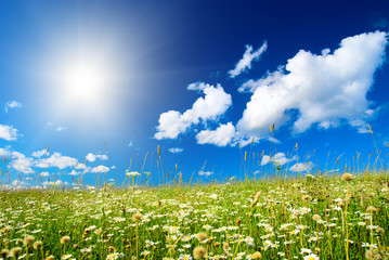 Obraz na płótnie Canvas field of daisies and perfect sky