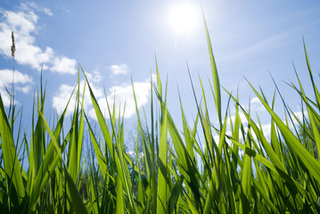 green grass and perfect sky