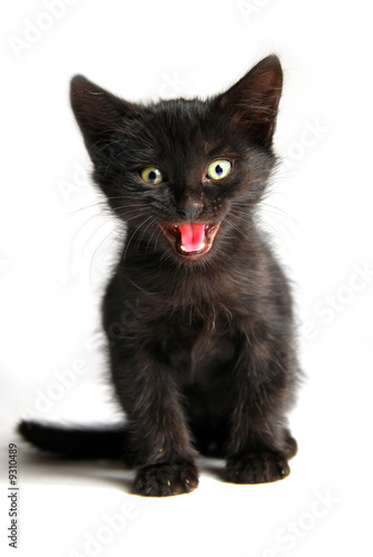 TÉLÉCHARGER SONNERIE CHAT QUI MIAULE QUI CHAT TÉLÉCHARGER MIAULE SONNERIE