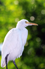 Pelican