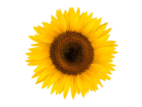 Bright sunflower isolated on a white background