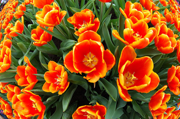 Background of beautiful orange tulips in fisheye view