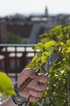 Flieder Zur&uuml;ckschneiden - Trimming a Bush
