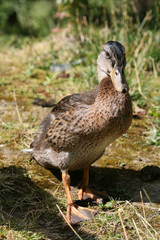 canard