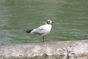 MOUETTE