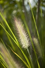 Lampenputzergras - Grass