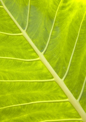 Alocasia leaf