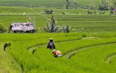 Foto auf Leinwand Reisfeld Bali © Christian Knospe