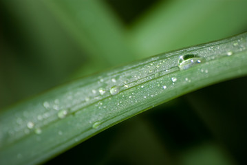 Rosée sur une feuille