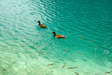 ducks and fishes in fresh water